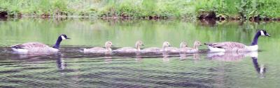 423 CANADA GEESE AND GOSLINGS.jpg
